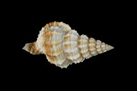 藏品(中華峨螺)的圖片